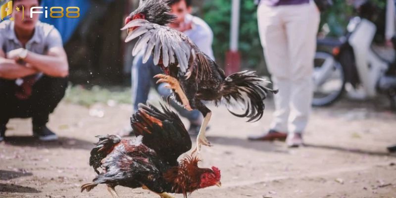 Một số thông tin sơ lược về hình thức chọi kê Thomo