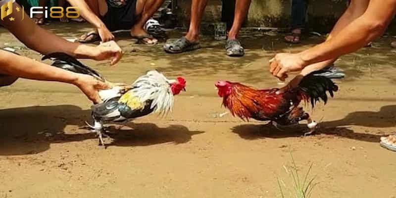 Lý do tạo nên sức hấp dẫn của đá gà Thomo tại FI88