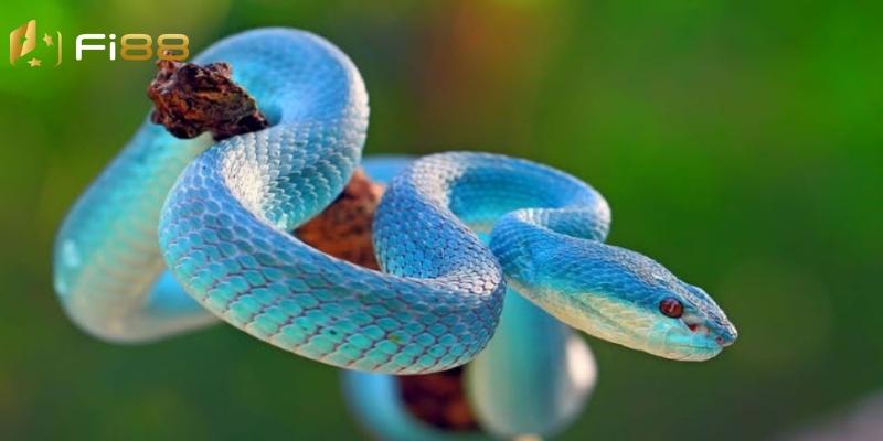 Ý nghĩa của việc nằm mơ gặp rắn