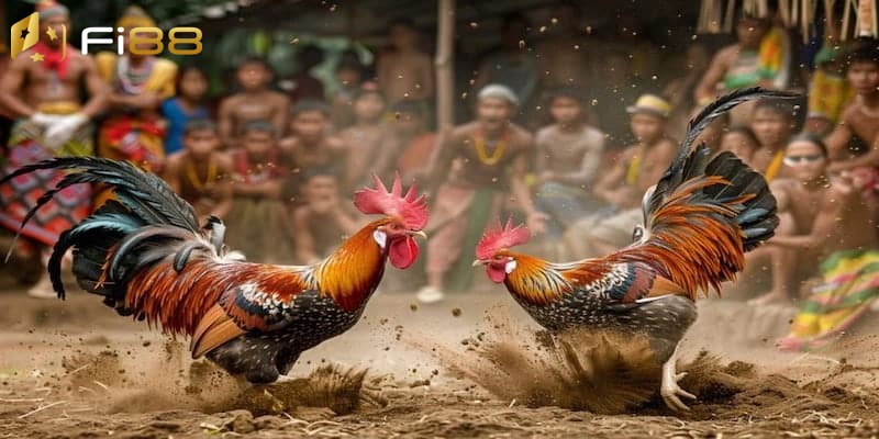 Giới thiệu về giải đá gà C2 đình đám