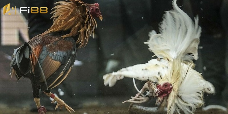 Giải đá gà C3 khiến giới chọi kê săn đón