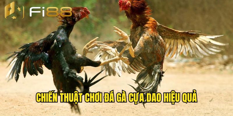 Tìm hiểu đôi nét về đấu kê cựa dao 