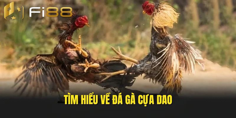 Mẹo chơi đấu gà cựa dao hay Mẹo chơi đấu gà cựa dao hay 