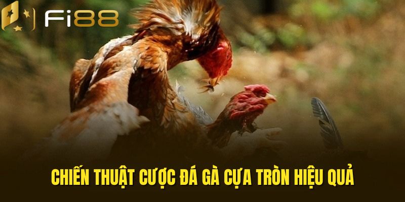 Chiến thuật chơi cược đá gà cựa tròn 