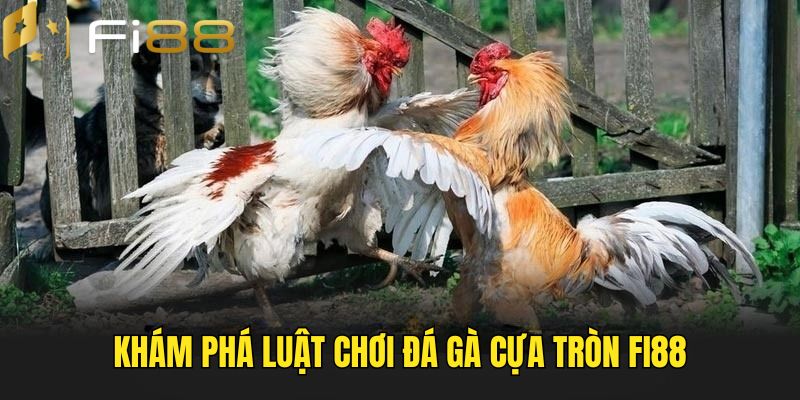 Tìm hiểu luật chơi đấu gà cựa tròn 