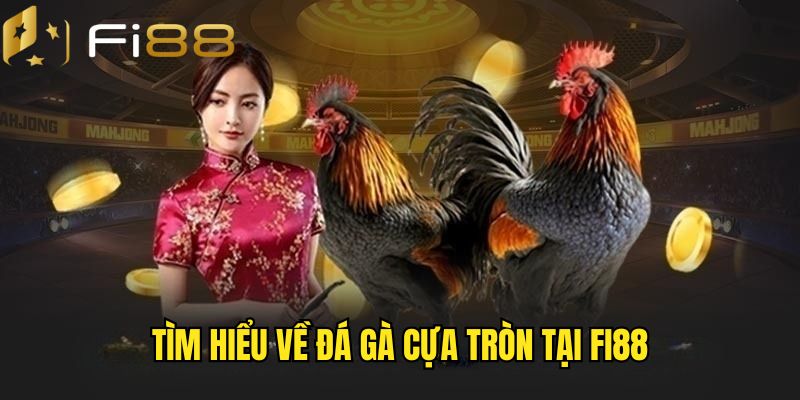 Sơ lược về chọi kê cựa tròn 